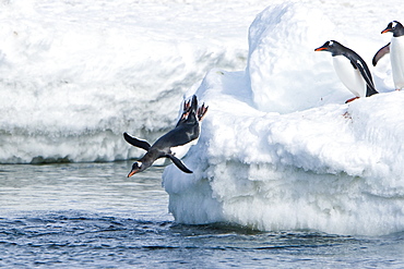 Adult gentoo penguins (Pygoscelis papua) jumping from an ice covered island at Mikkelsen Point on Trinity Island in the northern portion of the Gerlache Strait, Antarctica. Southern Ocean