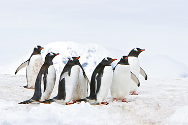 Adult gentoo penguins (Pygoscelis papua) on an ice covered island at Mikkelsen Point on Trinity Island, Gerlache Strait, Antarctica