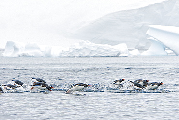 Adult gentoo penguins (Pygoscelis papua) porpoising at the northern end of the Errera Channel in Antarctica. Southern Ocean