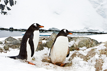 Adult gentoo penguins (Pygoscelis papua) nesting on Petermann Island, Antarctica