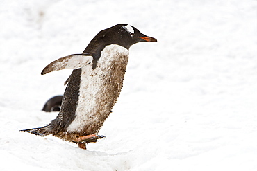 A VERY dirty (mud and feces) adult gentoo penguin (Pygoscelis papua) going and returning from sea to feed along well-worn "penguin highways" in Neko Harbour in Andvord Bay, Antarctica