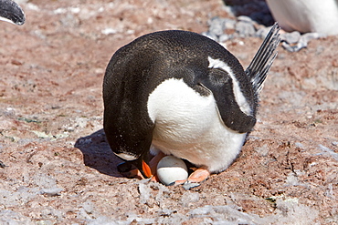 Adult gentoo penguin (Pygoscelis papua) nesting on egg on Barrentos Island in the Aitchi Island Group, South Shetland Islands, Antarctica