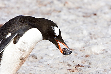 Adult gentoo penguin (Pygoscelis papua) building nest with rocks on Barrentos Island in the Aitchi Island Group, South Shetland Islands, Antarctica