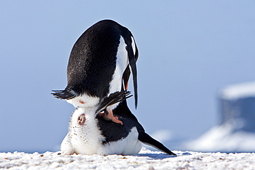 Adult gentoo penguins (Pygoscelis papua) mating on Barrentos Island in the Aitchi Island Group, South Shetland Islands, Antarctica