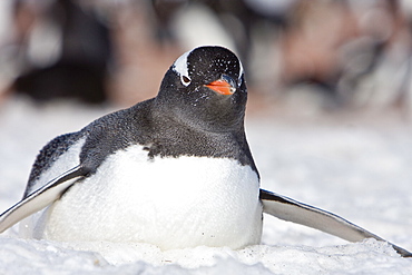 Adult gentoo penguin (Pygoscelis papua) on Barrentos Island in the Aitchi Island Group, South Shetland Islands, Antarctica