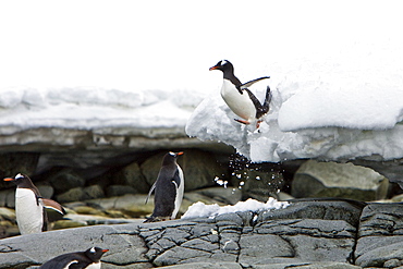 Adult gentoo penguins (Pygoscelis papua) leaping off ice shelf onto rocky shoreline in the Ererra Channel, Antarctica