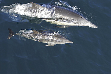 Long-beaked common dolphin (Delphinus capensis) mother and calf surfacing in the calm waters off Isla del Carmen in the Gulf of California (Sea of Cortez), Mexico.