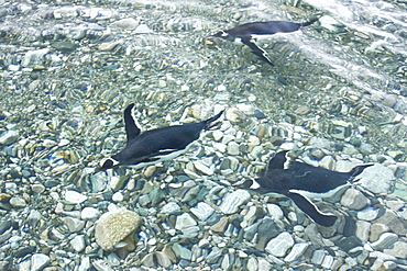 Adult gentoo penguins (Pygoscelis papua) swimming and on small growlers in Neko Harbour in Andvord Bay, Antarctica