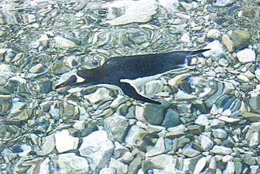 Adult gentoo penguins (Pygoscelis papua) swimming and on small growlers in Neko Harbour in Andvord Bay, Antarctica