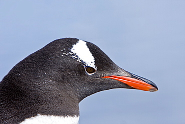 Adult gentoo penguin (Pygoscelis papua) head detail in Neko Harbour in Andvord Bay, Antarctica