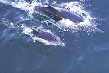 Long-beaked common dolphin (Delphinus capensis) mother and calf in the calm waters off Isla del Carmen in the Gulf of California (Sea of Cortez), Baja california, Mexico.   (RR)