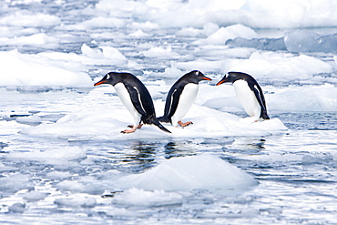 Adult gentoo penguins (Pygoscelis papua) swimming and playing on small growlers in Neko Harbour in Andvord Bay, Antarctica