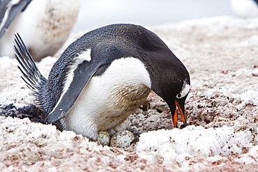 Adult gentoo penguin (Pygoscelis papua) on two eggs at breeding colony on Barrentos ISland in the Aitcho Island Group, South Shetland Islands, Antarctica