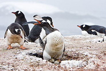 Adult gentoo penguin (Pygoscelis papua) on two eggs at breeding colony on Barrentos ISland in the Aitcho Island Group, South Shetland Islands, Antarctica