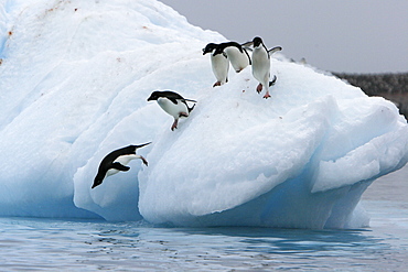 Adult Adelie penguins (Pygoscelis adeliae) lining up to leap off of an iceberg at Paulet Island in the Weddell Sea.