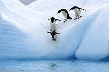 Adult Adelie penguins (Pygoscelis adeliae) lining up to leap off of an iceberg at Paulet Island in the Weddell Sea.