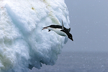 Adult Adelie penguins (Pygoscelis adeliae) leaping off of an iceberg in a snowstorm at Paulet Island in the Weddell Sea.