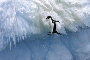 Adult Adelie penguins (Pygoscelis adeliae) falling off of an iceberg in a snowstorm at Paulet Island in the Weddell Sea. Restricted Resolution - Please contact us.
