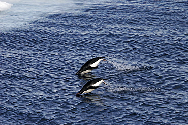 Two adult Adelie penguins (Pygoscelis adeliae) "porpoising" for speed in the Weddell Sea on the Northeast side of the Antarctic Peninsula.
