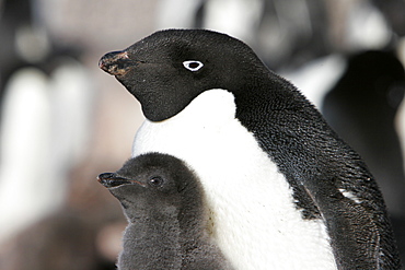 A parent and chick Adelie penguin (Pygoscelis adeliae) on Paulet Island on the Northeast side of the Antarctic Peninsula.