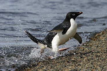 Adult Adelie penguin (Pygoscelis adeliae) returning from the sea to feed its chick on Paulet Island on the Northeast side of the Antarctic Peninsula.