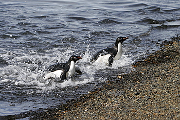 Adult Adelie penguin (Pygoscelis adeliae) pair returning from the sea to feed their chicks on Paulet Island on the Northeast side of the Antarctic Peninsula.