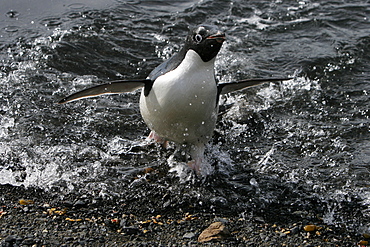 Adult Adelie penguin (Pygoscelis adeliae) returning from the sea to feed its chick on Paulet Island on the Northeast side of the Antarctic Peninsula.