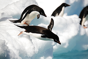 An adult Adelie penguin (Pygoscelis adeliae) leaping into the sea to forage in the Danger Island Group in the Weddell Sea, Antarctica.