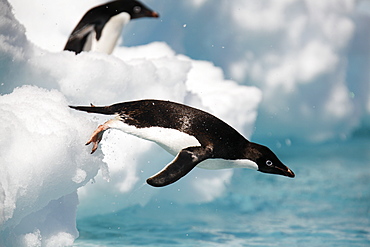 An adult Adelie penguin (Pygoscelis adeliae) leaping into the sea to forage in the Danger Island Group in the Weddell Sea, Antarctica.