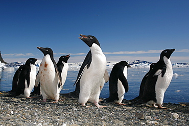 Adult Adelie penguins (Pygoscelis adeliae) lining up to return to the sea to feed on Paulet Island on the Northeast side of the Antarctic Peninsula.