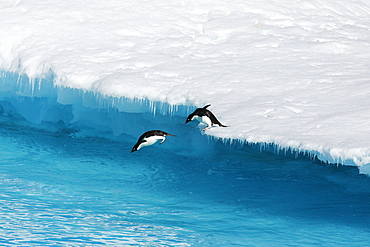 An adult Adelie penguin (Pygoscelis adeliae) pair leaping into the sea from an ice floe in the Weddell Sea, Antarctica.