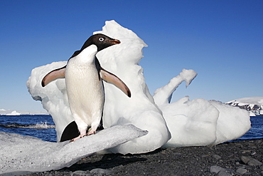 Adult Adelie penguin (Pygoscelis adeliae) standing on ice on Paulet Island on the Northeast side of the Antarctic Peninsula.