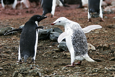 A leucistic adult Adelie penguin (Pygoscelis adeliae) on Devil Island on the Northeast side of the Antarctic Peninsula