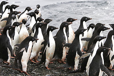 Adelie penguins (Pygoscelis adeliae) marching down the beach and preparing to enter the ocean as a tight group (for safety) on Paulet Island, Antarctica