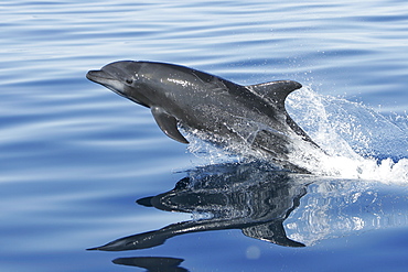 Adult Bottlenose Dolphin (Tursiops truncatus gilli) leaping in the upper Gulf of California (Sea of Cortez), Mexico.