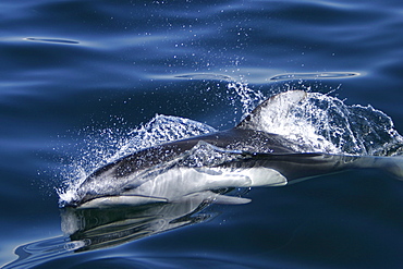 Adult Bottlenose Dolphin (Tursiops truncatus gilli) leaping in the upper Gulf of California (Sea of Cortez), Mexico.