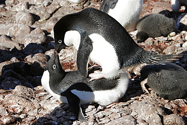 Adelie penguins (Pygoscelis adeliae) mock-mating (it is not mating season) on the beach on Paulet Island, Antarctic Peninsula. Adelie penguins are truly an ice dependant penguin species.