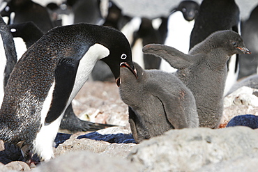 Adelie penguin (Pygoscelis adeliae) adult feeding chick on Devil Island near the Antarctic Peninsula.