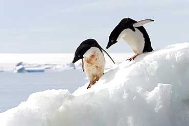 Adult Adelie penguins (Pygoscelis adeliae) hauled out on an iceberg at Devil Island, Antarctic Peninsula. Adelie penguins are truly an ice dependant penguin species.