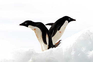 Adult Adelie penguin pair (Pygoscelis adeliae) hauled out on an iceberg at Devil Island, Antarctic Peninsula. Adelie penguins are truly an ice dependant penguin species.