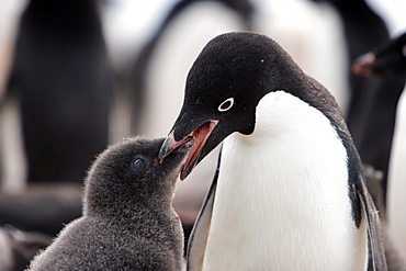 Adelie penguin (Pygoscelis adeliae) adult feeding chick on Devil Island near the Antarctic Peninsula.