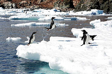 Adult Adelie penguin (Pygoscelis adeliae) leaping from the sea onto ice floes near Heroina Island in the Weddell Sea, Antarctica. This penguin species is totally dependant on ice.