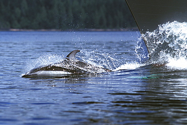 Adult Pacific White-sided Dolphin (Lagenorhynchus obliquidens) bow-riding in Johnstone Strait, British Columbia, Canada.