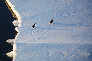 Adult Adelie penguins (Pygoscelis adeliae) tobogganing on an ice floe in the Weddell Sea, Antarctica. This penguin species is totally dependant on ice.