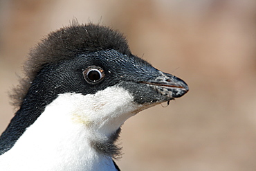 Adelie penguin chick (Pygoscelis adeliae) fledging its downy feathers for the adult feathers underneath on Devil Island, Antarctica.