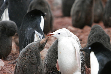 A leucistic Adelie penguin (Pygoscelis adeliae) adult feeding its "normal" colored chicks on Devil Island near the Antarctic Peninsula