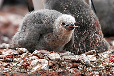 Chinstrap penguin (Pygoscelis antarctica) chick mouthing guano chip on Devil Island near the Antarctic Peninsula.