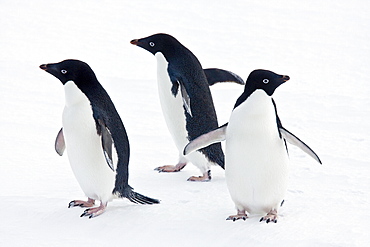 Three adult Adelie penguins (Pygoscelis adeliae) hauled out and resting on the ice floes below the Antarctic circle, Antarctica.