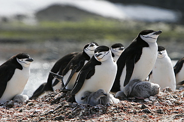 Adult chinstrap penguins (Pygoscelis antarctica) nesting with chicks on Barientos Island in the Aitcho Island Group, Antarctica.