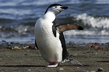 Adult chinstrap penguin (Pygoscelis antarctica) preening after returning from the ocean to feed on Barientos Island in the Aitcho Island Group, Antarctica.